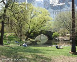 Central Park in New York