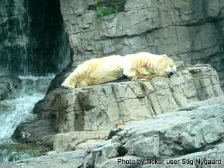 Central Park Zoo in New York