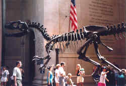 American Museum of Natural History NYC