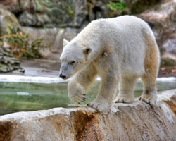 Polar Bear at The Bronx Zoo NYC