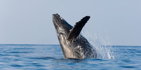 NYC Dolphin and Whale Watching Tour